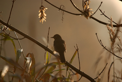 veel sfeerfoto's momenteel...deze poging daartoe dateert van vorig jaar...de centrale plaatsing van de vogel is natuurlijk 'not done'...