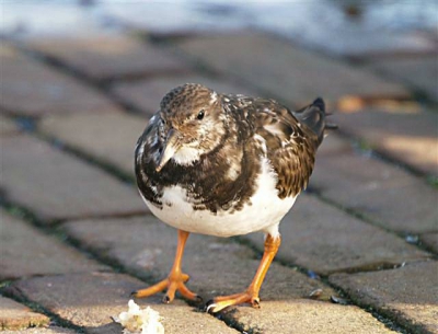 Er liepen tijdens bijzonder hoogwater in de vissershaven van Den Oever zo'n 8 steenlopertjes te fourageren op wat visrestjes