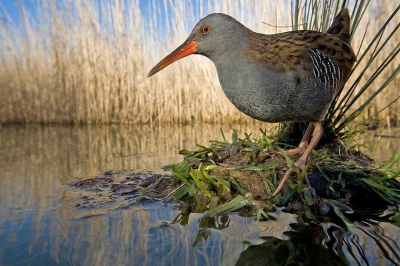 Rallus aquaticus / Waterral / Water Rail