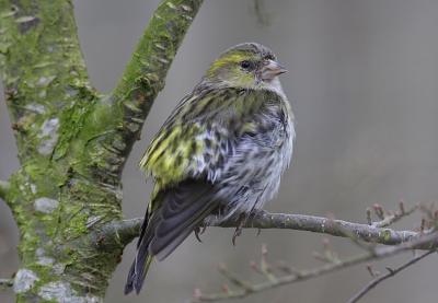 Voor een mooie verdeling had de vogel misschien iets meer naar links moeten zitten.
Er was te weinig licht voor meer scherpte diepte en om de poetsende gewegingen scherp vast te leggen