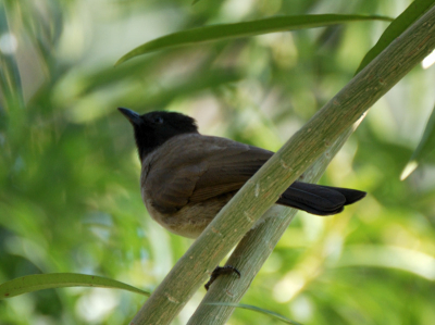 De foto is genomen in een Hoteltuin in Luxor Egypte.
Ik hou het op een Arabische zwartkop hoewel de witte bef ontbreekt. Het kan een jonge vogel zijn ?.
Wie kan mij zekerheid geven?.