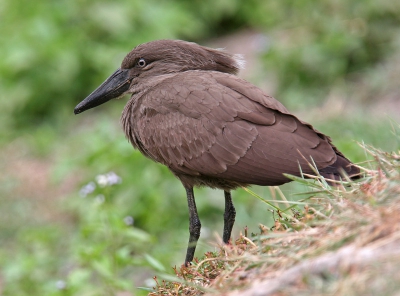 <i class='fa fa-user'></i> Wim de Groot | Hamerkop  <i class='fa fa-eye'> 422</i>   <i class='fa fa-comment-o'> 2</i>