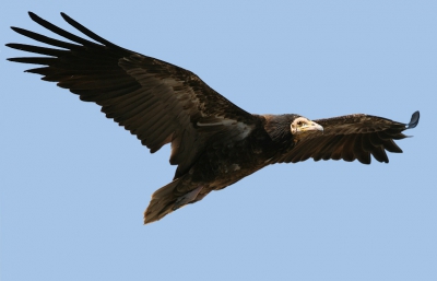 Egyptian Vulture (Juvenile)