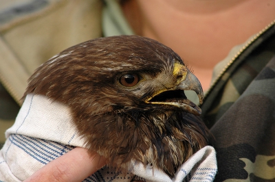 een gewonde buizerd met een stuk bot in zijn bek 
die klem zat hij was zeer zwak maar hij is gered
voor het heele verhaal kijk naar 
http://www.flickr.com/photos/ludie/sets/72157603978436415/