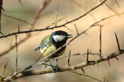 Deze Koolmees kunnen lokken met gebakken zonnepitjes. Echt fantastisch want hier in GR waar ik woon zijn ze moeilijk te fotographeren.Vanuit mijn tuin met hartelijke groeten.