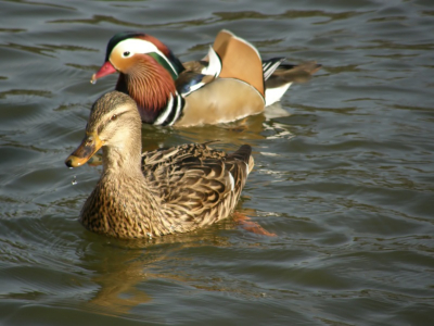 Dit wilde wief is al maanden in innig gezelschap met deze mandarijnman.
Dat zijn weer eens leuke kronkels van moeder natuur.