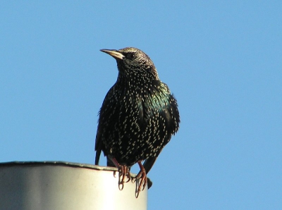 Deze spreeuw liet s'morgens regelmatig mooi zien (en roepend) op de schoorsteen. Ik kon echter niet laten om te fotograferen en ik wist handjevol plaatjes te schieten. De zon lag pal achter mij. Deze plaatje is wat gecropt. Olympus C-765, 380mm + 1,7 extender, F3,7, 1/800 sec., ISO 66, handheld.