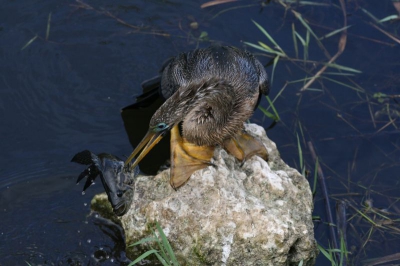 Weer eentje uit mijn reeks Florida foto's.

Dit vrouwtje was dichtbij de waterkant aan het vissen in de Everglades. Ze spiesde de vis snel en behendig aan haar snavel en liet zich graag fotograferen. De vis werd diverse malen op de steen doodgeslagen en toen ze dacht dat ie echt dood of bewusteloos was, verdween deze snel naar binnen. Eet smakelijk!

Canon Eos 30D
F/8
1/400 sec.
ISO-400
135 mm
uit de hand