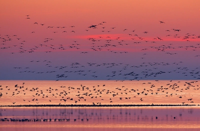 Die Gaense habe ich in Friesland fotografiert.

EOS 40D, Stativ, 500 mm