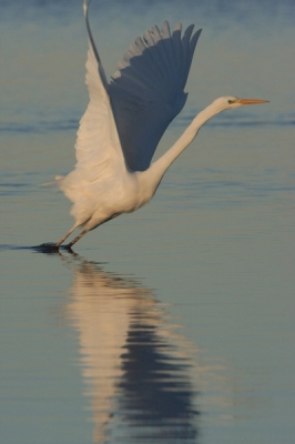 Veel mm tele is soms ook lastig zoals hier bij deze grote zilverreiger. De punt van de vleugel zit net tegen de rand aan. De opvlieghouding vond ik zelf wel aardig.