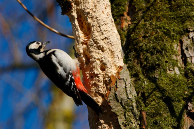 Mijn allereerste upload bij birdpix. Een grote bonte specht in de Oostvaardersplassen. Een vrouwtje dat druk bezig was de boom te bewerken.