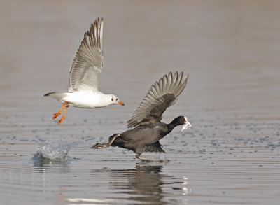 EOS 40D; 400mm; f5,6; 1/1600; ISO400
This is the first time I see coots fishing. There were about 50 coots going under water and catching small fish but when they surfaced they were attacked by gulls vigorously. Ina many of the cases the coots were loosing their catch.