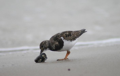 deze steenloper op het strand bij scheveningen was lekker aan het eten dat leverde een mooi plaatje op