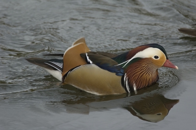 paartje Mandarijneend tussen wilde eenden in park.