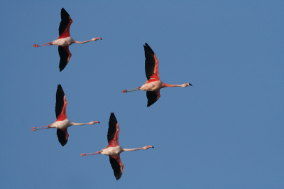 Nog zo'n oer Hollands plaatje van deze schitterende vogels. 
iso 200 f7.1 1/1250 -2/3stop 700mm