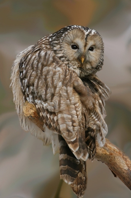 Imposante uil die ik ooit eens graag in het wild zou willen fotograferen.
De achtergrond was gaas en is met de natte vinger-tool  bewerkt zodat het kontrast van het gaas verdween.

600mm . F/5,6 . 1/250sec . iso400 . -0,7 stap bc . plm 90% van origineel . vanaf zwaar statief  .