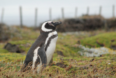 Deze foto is genomen in Seno Otway, vlakbij Punta Arenas. Dit is een van de pinguinkolonies waar een wandelpad voor toeristen is aangelegd. Dus veel privicay hebben deze pinguins daar niet, maar het is wel geweldig om te zien! Pinguins blijven toch een van de leukste dieren die er zijn. Toen ik er was, stonden de juvenielen met dikke buikjes te wachten totdat ze oud genoeg waren om het water in te gaan. Helaas was het weer die dag niet zo goed.