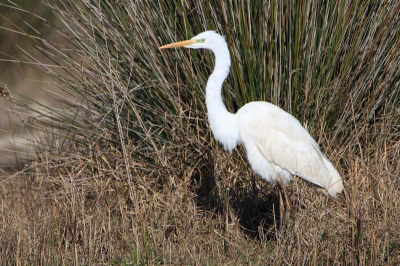 This Great White Egrett was observed from the bridge over the Arroyo de la Rocina in the flooded marshland of El Roco at the edge of the Doana National Park in Andalucia (Spain).
(Comments can be given in Dutch.)