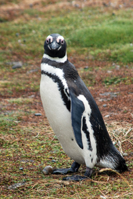 Deze pinguin heb ik ook bij Seno Otway, vlakbij Punta Arenas, gefotografeerd, net als de andere die ik op birdpix heb geplaatst. Het regende die dag, en je ziet de druppels op zijn/haar lichaam. Wat zal die pinguin hebben gedacht toen ie mij zag!