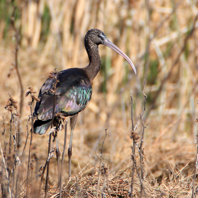 This Glossy Ibis was observed in a reedbed of the Arroyo de la Rocina near El Roco at the edge of the Doana National Park in Andalucia (Spain).
(Comments can be given in Dutch.)