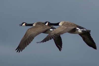 Ik weet niet precies welke canadese gans het is, dus ik heb de 'middelste' maar gekozen