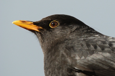 deze merel zat vandaag op te warmen in het schaarse zonnetje