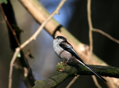 De kleinste vogeltjes lijken een omgevingsbesef als dat van insecten te hebben: als iets te groot is zijn ze er ook niet bang voor. Zoals bij goudhaantjes of deze staartmees die soms op een meter afstand kwam. Jammer als je lens bij die afstand de moed opgeeft. Blijkbaar moet ik een insecten-lens hebben.