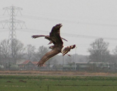 Zag deze 2 (Blauwe of Grauwe ?) kiekendieven(vrouwtjes) jagen en elkaar bevechten vanuit de auto,gestopt en een paar shots gemaakt,prachtig gezicht