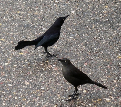 Deze vogels zijn zeer talrijk in de bewoonde omgeving. Ook in Port of Spain zijn ze overal te vinden.