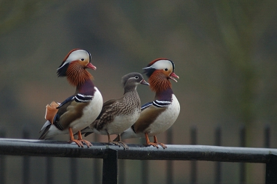 Kwik-Kwek-en Kwaaak op een brugleuning...
Was er al voorbijgereden omdat het geen inheemse soort is , maar zach ze uit ooghoek wel erg mooi op rij zitten. Toch maar even teruggereden.