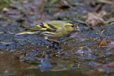 Deze sijs kwam even drinken.

www.henrybouw-natuurfotografie.nl