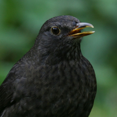 Deze foto nog uit mijn archief van deze winter gehaald,
dit was mijn vaste gast op mijn voedertplaats in de tuin.
Op den duur worden ze wel erg aan je gewend.
Met de 300mm lukt scherpstellen nog wel goed.
Leuke herinnneringen aan een alledaagse soort en tafereel.