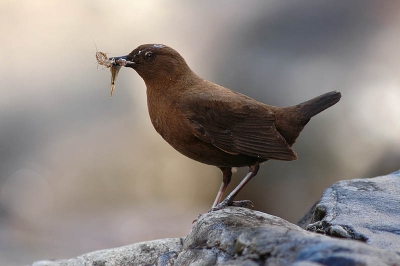 Een paartje Bruine Waterspreeuwen gebruikte een aantal stenen in de rivier om te stoppen voordat ze naar hun verder gelegen nest vlogen - hier maar even gaan zitten.

D70 + 600mm/5.6 - handmatig belichting
