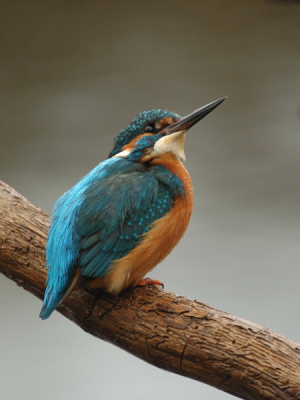 Op een regenachtige dag deze alerte ijsvogelman ,die een
(roof)vogel ziet overvliegen