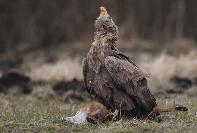 Diesen alten Seeadler konnte ich in Ostpreussen in Polen fotografieren.

EOS 40D, Stativ, Versteck, 500mm + 1.4 Konverter