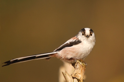 deze vogeltjes zwermen alweer de hele winter bij momenten rond de voerplaats in onze tuin, maar dit is de eerste keer dat ik er in geslaagd ben er eentje 'vrij' te fotograferen. Vaak ogen de staartjes wat verfomfaaid, maar op deze is mooi zichtbaar hoe de natuur fraaie regelmatige patronen hanteert..