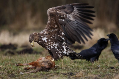 Diesen jungen Seeadler konnte ich auch in Ostpreuen (Polen) fotografieren.

EOS 40D, Stativ, Versteck, 500mm + 1.4 Konverter