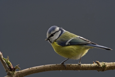 De 1000e Pimpel op het forum. Maar ik zie veel Pimpeltjes met een fel blauwe pet, in Spijkenisse hebben ze niet zo'n blauwe pet volgens mij. (luchtverontreiniging???)
Canon 350D/420mm; 1/80 en 5.6 ; met statief natuurlijk