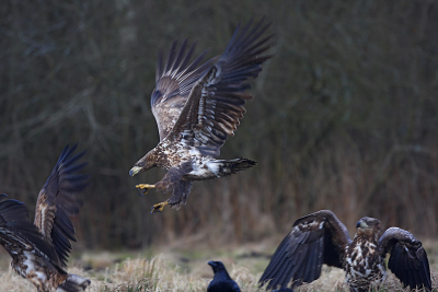 Auch dies ist ein Seeadler aus Ostpreussen (Polen)