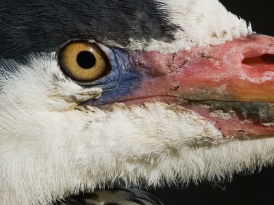 Een close-up van een portretje. Een stukje uit de opname gepakt om de blauwe huid en de krassen aan de snavel van de blauwe reiger duidelijker tot zijn recht te laten komen. Dit is dus 100% van een klein stukje.