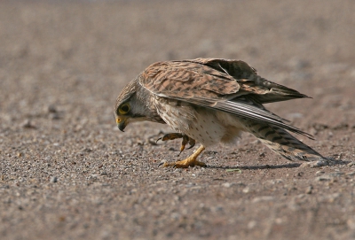 Op dit landweggetje waren zowel kraaien, kokmeeuwen als dit valkje op wormen jacht. Makkelijke prooi.
iso 320 f7.1 1/1600 -1/3st 700 30%van org.