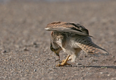 Op dit landweggetje waren zowel kraaien, kokmeeuwen als dit valkje op wormen jacht. Makkelijke prooi.
iso 320 f7.1 1/1600 -1/3st 700 30%van org.