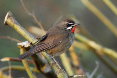 Deze vogel zat zich open en bloot te wassen op een prachtige ochtend in de tea gardens van Kaziranga (Assam, India)!

zie ook www.birdingbreaks.nl