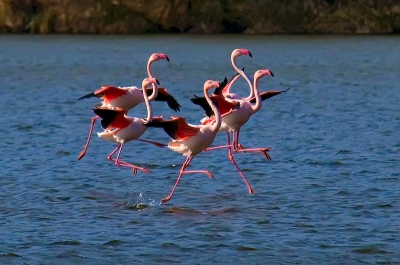 We hadden meldingen van flamingo's in Hellegatsplaten gezien. Ik had zelf nog niet gezien in Nederland en daarom extra bijzonder! Rest van de foto's zijn te zien op www.lutfiuzun.nl! Wat een voldaan gevoel!