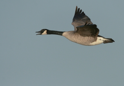 Met de tegenwind van vandaag wordt het maken van vluchtbeelden een stuk eenvoudiger.
iso 400 f7.1 1/2000 -0 700mm