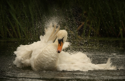 Deze zwaan was zeer bewegenlijk in het water