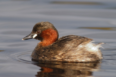 Foto is alweer een jaartje oud (maar toen kende in birdpix nog niet). 
Blijf het zelf een mooi plaatje vinden