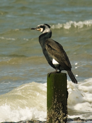 Van de donkere duinen nog even naar de dijk gereden, daar zat deze aalscholver mooi te zijn.