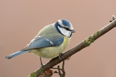 deze pimpelmees zat heerlijk te genieten van het zonnetje in de boom voor ons huis