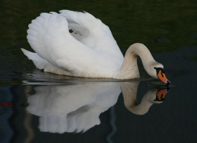 vrouwtje zwaan met spiegelbeeld